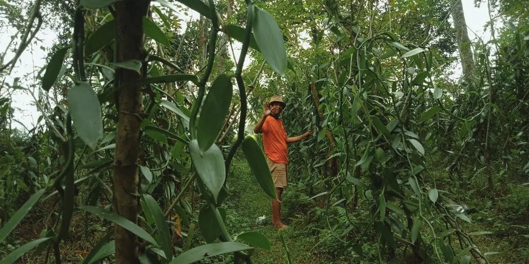 Indonesian vanilla farmer hand-harvesting vanilla pods