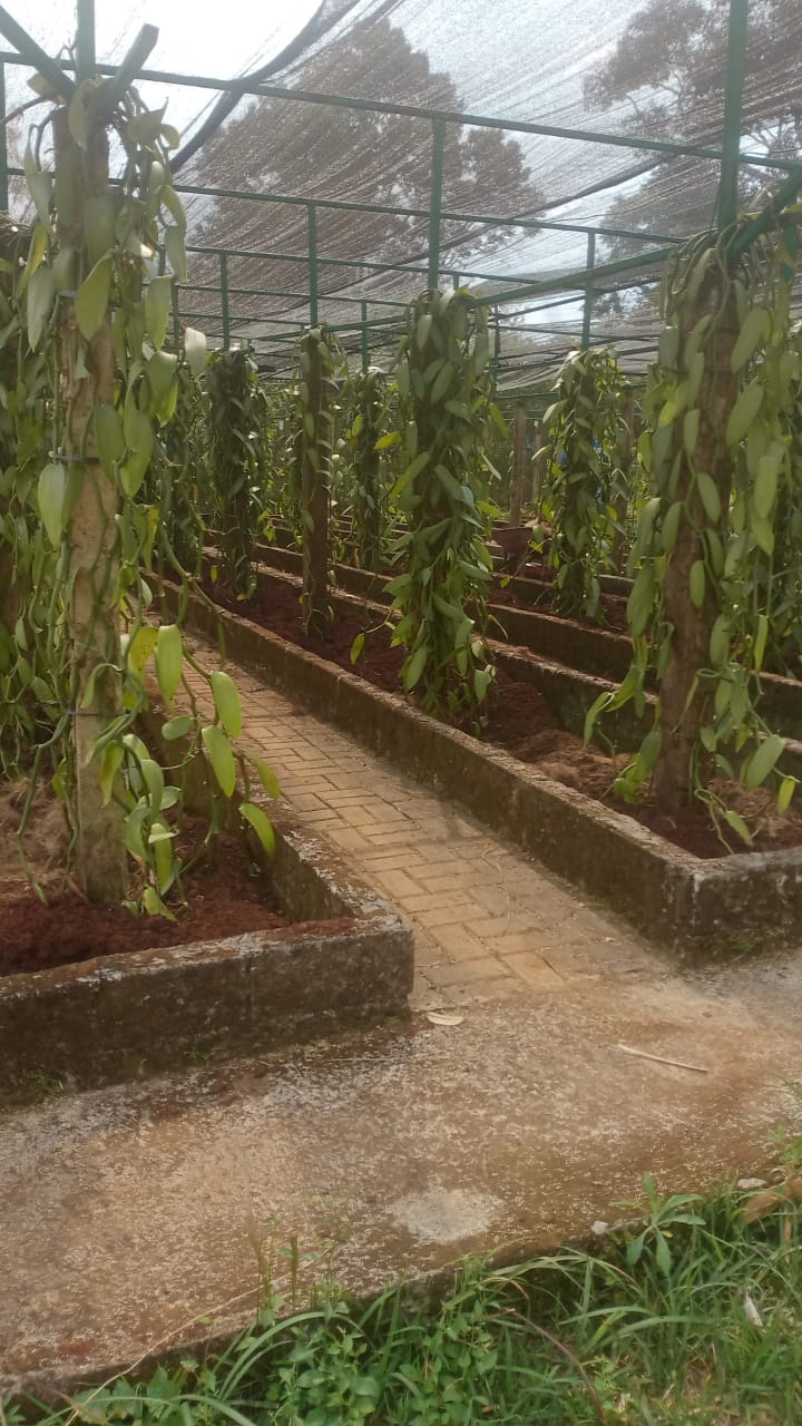 Indonesian vanilla farmer harvesting green vanilla pods