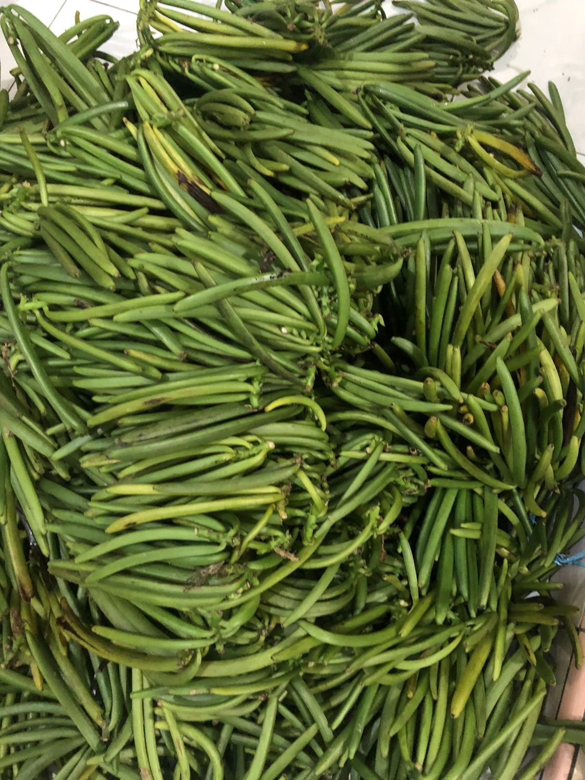 Green vanilla pods growing on the vine in Indonesia