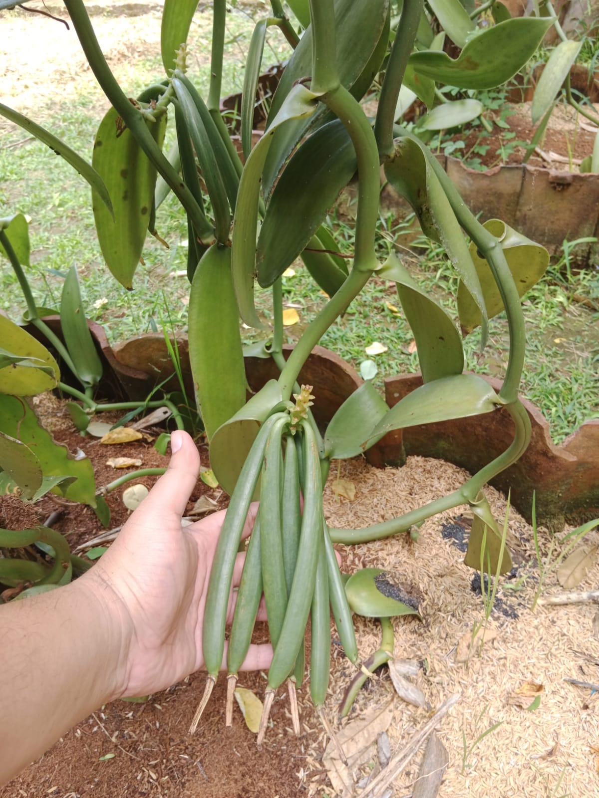 Hand-sorting vanilla beans by quality and length