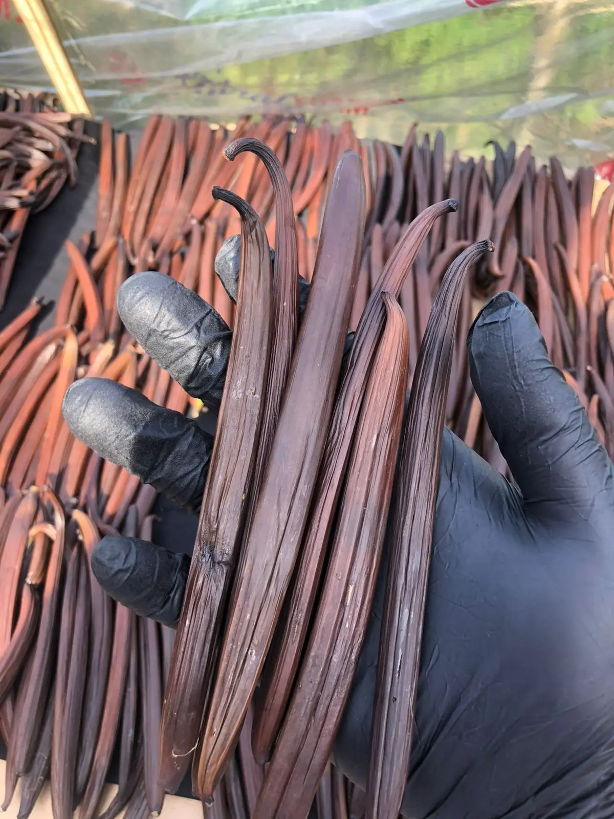 Freshly harvested green vanilla pods on an Indonesian vanilla vine